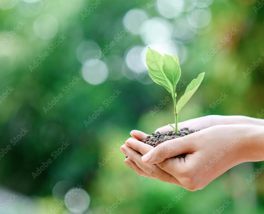 芽を包み込む手元