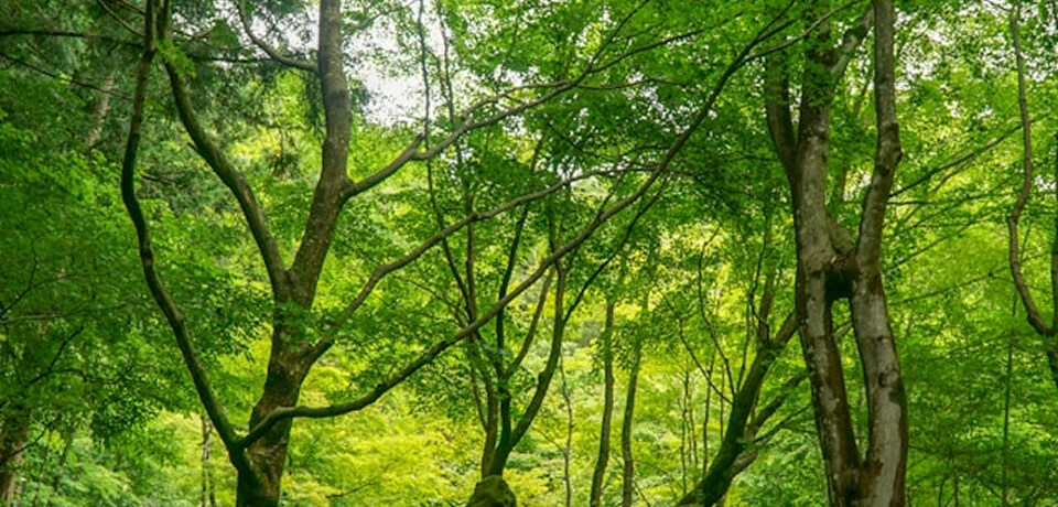 森林のサステナビリティイメージ